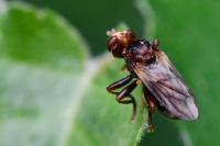 Sicus ferrugineus