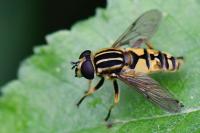 Helophilus pendulus