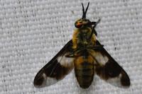 Chrysops caecutiens