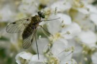 Chrysopilus asiliformis
