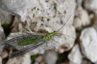 Hypochrysa elegans