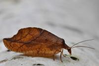 Drepanepteryx phalaenoides