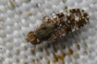 Tephritis vespertina