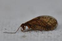 Micromus angulatus
