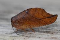 Drepanepteryx phalaenoides