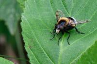 Volucella bombylans