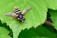 Sericomyia silentis