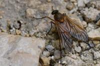 Rhagio tringarius