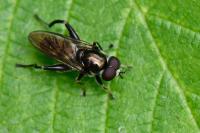 Chalcosyrphus nemorum