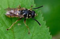 Temnostoma vespiforme