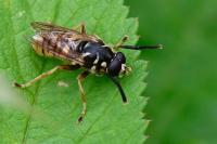 Temnostoma vespiforme