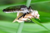 Neomochtherus geniculatus