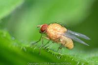 Pegomya testacea