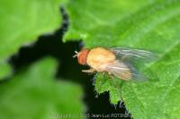 Pegomya testacea