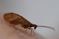 Micromus angulatus