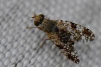 Tephritis vespertina