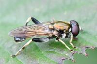 Xylota segnis