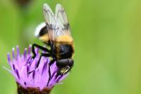 Volucella bombylans