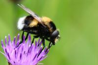 Volucella bombylans