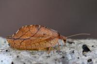 Drepanepteryx phalaenoides