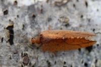 Drepanepteryx phalaenoides