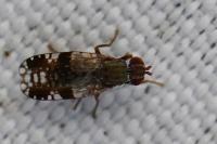 Tephritis neesii