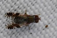 Tephritis neesii