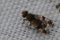 Tephritis vespertina