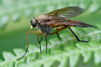 Rhagio tringarius