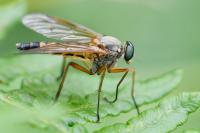Rhagio tringarius