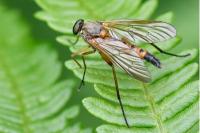 Rhagio tringarius