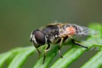 Eristalis arbustorum