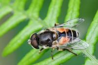 Eristalis arbustorum