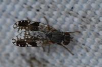 Tephritis neesii