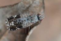 Tephritis neesii