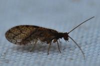 Micromus angulatus
