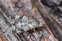 Tephritis vespertina