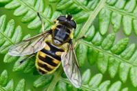 Myathropa florea