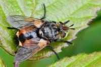 Phryxe magnicornis