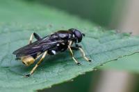 Xylota sylvarum