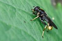 Xylota sylvarum
