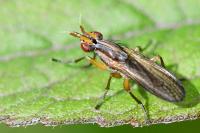 Limnia unguicornis