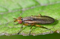 Limnia unguicornis