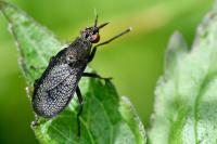 Coremacera marginata