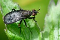 Coremacera marginata