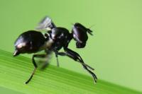 Rivellia syngenesiae