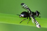 Rivellia syngenesiae