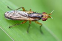 Limnia unguicornis