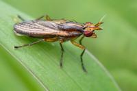Limnia unguicornis