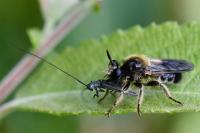 Choerades fuliginosa